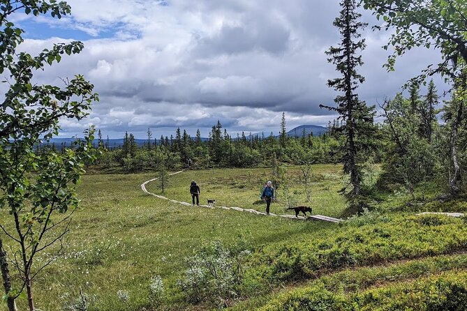 Half Day Guided Walk with Huskies - The Ottsjön break and a proper Swedish Fika