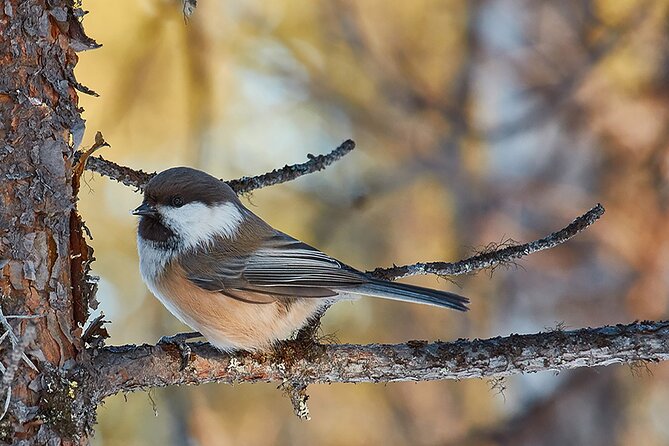 Half day Wildlife and Nature Photography - Following weather, light, and the Sami eight seasons