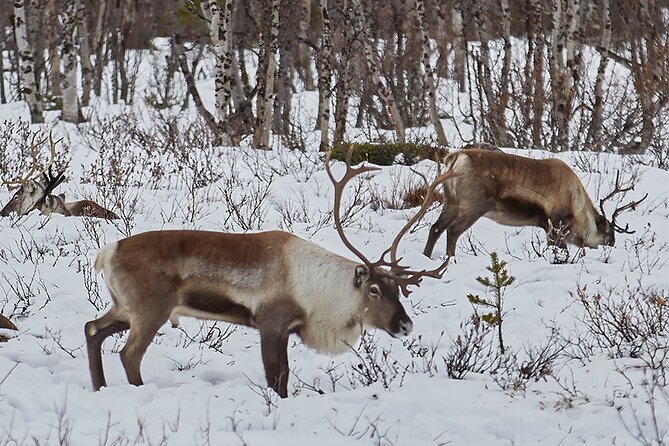 Half day Wildlife and Nature Photography - What $223.70 means in practical terms