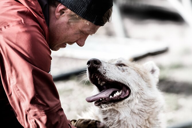 Husky cuddle at Fjälläventyr Dog Park - admission ticket - Key points to know before you book