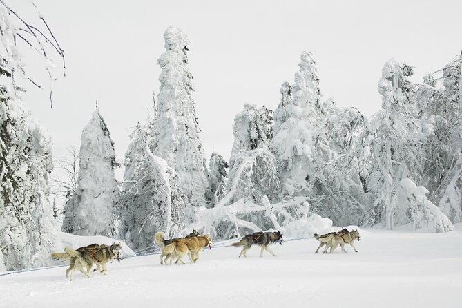 Husky Sledding Tour - Key details before you book