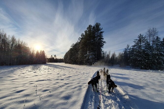 Husky Sledding Tour - The dogs get their reward