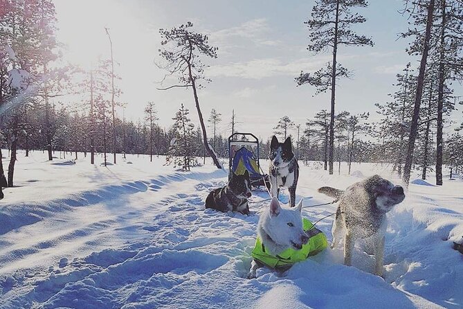 Husky Sledding Tour - A kennel tour beyond the main team