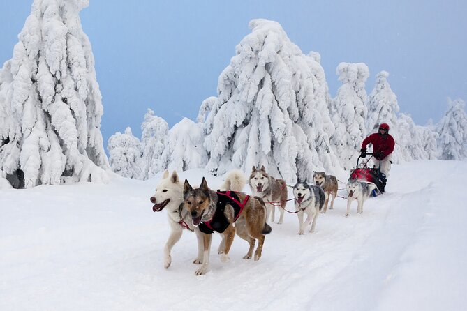 Husky Sledding Tour - Timing, transport, and weather