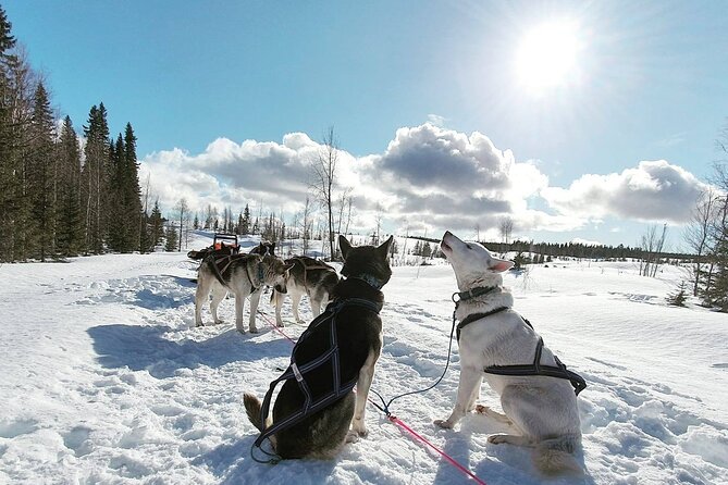 Husky Sledding Tour - Sledding across Swedish Lapland
