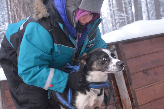 Husky Tour Sit and Drive Combo Tour from Kiruna - Why this husky tour feels more involved