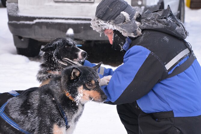 Husky Tour Sit and Drive Combo Tour from Kiruna - Switching roles on the sled