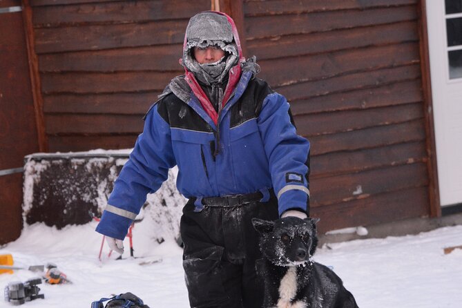 Husky Tour Sit and Drive Combo Tour from Kiruna - Meeting the dogs at Husky Tours Lapland