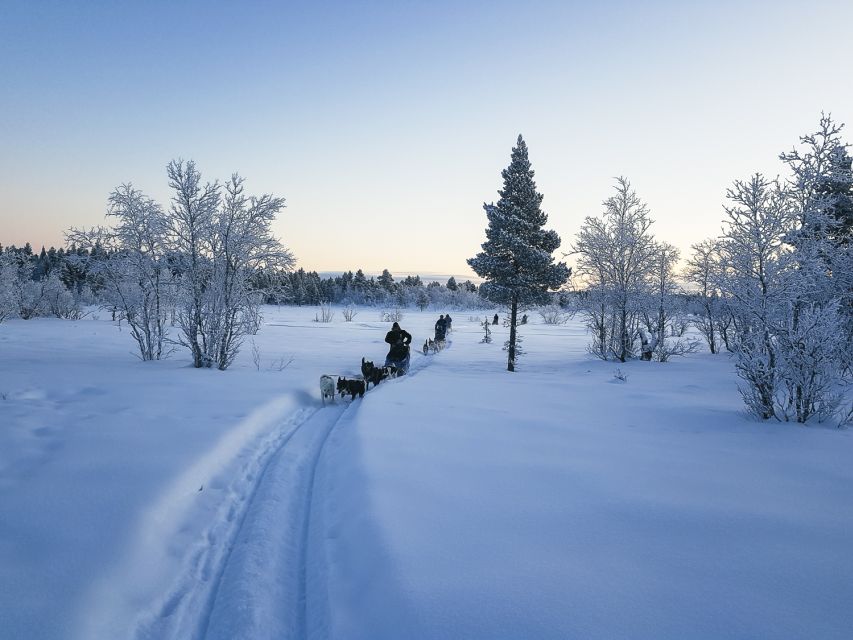 Kiruna: Guided Afternoon Drive Your Own Dog Sled Tour - Meeting the huskies at Kalixforsbron
