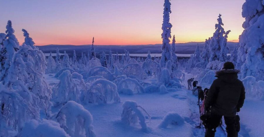 Kiruna: Guided Afternoon Drive Your Own Dog Sled Tour - Sharing one sled and taking the reins