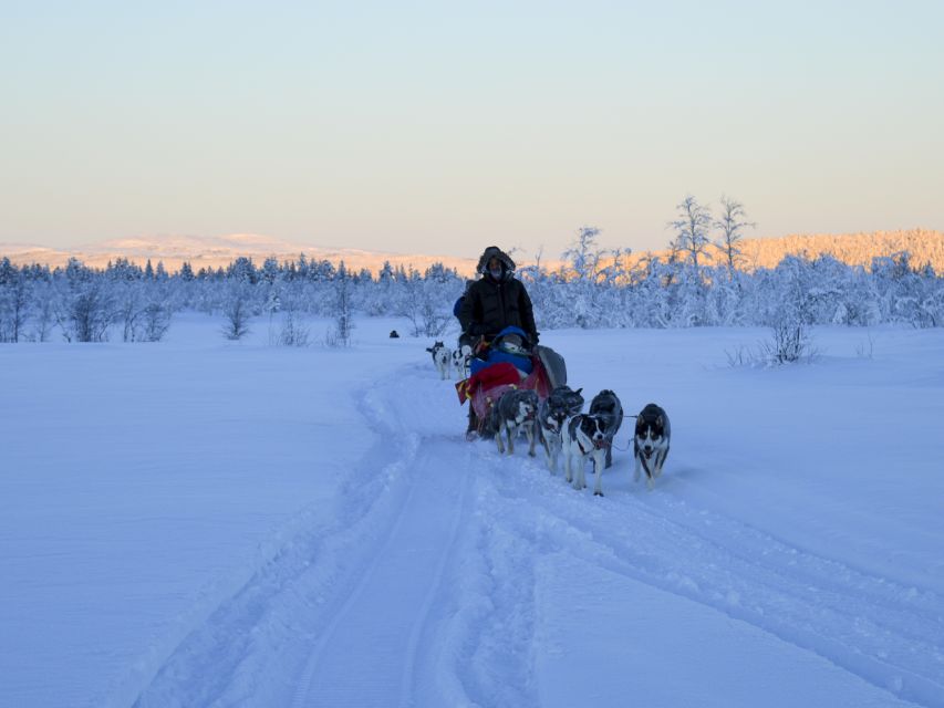 Kiruna: Guided Afternoon Drive Your Own Dog Sled Tour - The cold factor: what the clothing can and cannot do