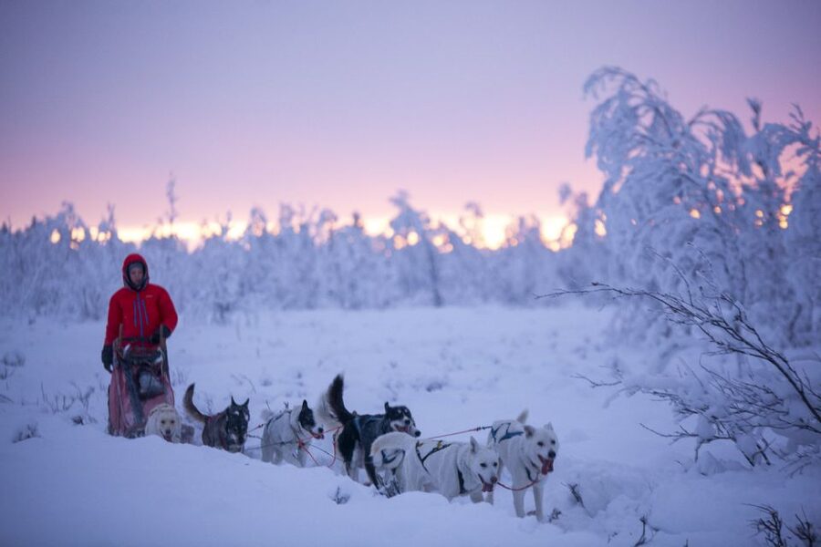 Kiruna: Guided Afternoon Drive Your Own Dog Sled Tour - Is $276 a fair price?
