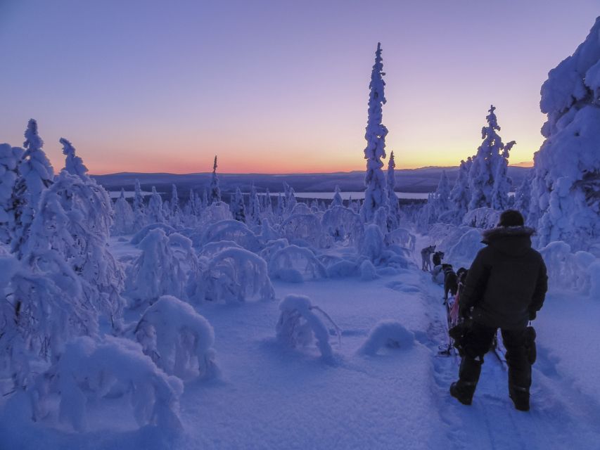 Kiruna: Guided Afternoon Drive Your Own Dog Sled Tour - Following the Kalix River into the evening