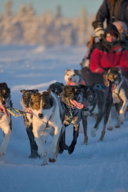 Kiruna: Morning Husky Sled Ride with Coffee Break - Key points to know before you go