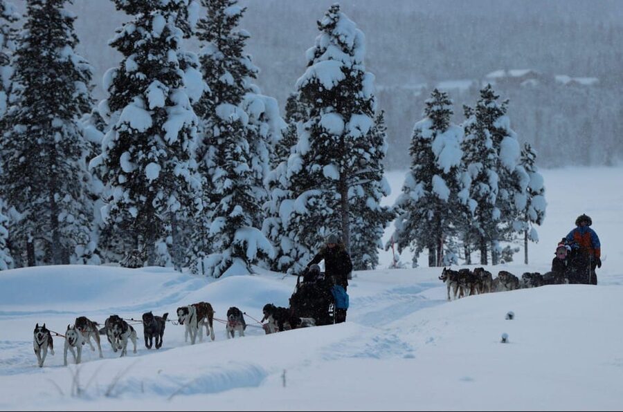 Kiruna: Morning Husky Sled Ride with Coffee Break - The ride begins with excited dogs and clear instructions