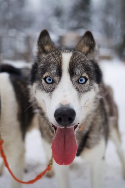 Kiruna: Morning Husky Sled Ride with Coffee Break - The wilderness cabin and a proper Swedish fika