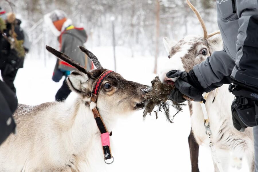 KIRUNA: Sami Reindeer Experience - Booking details that matter