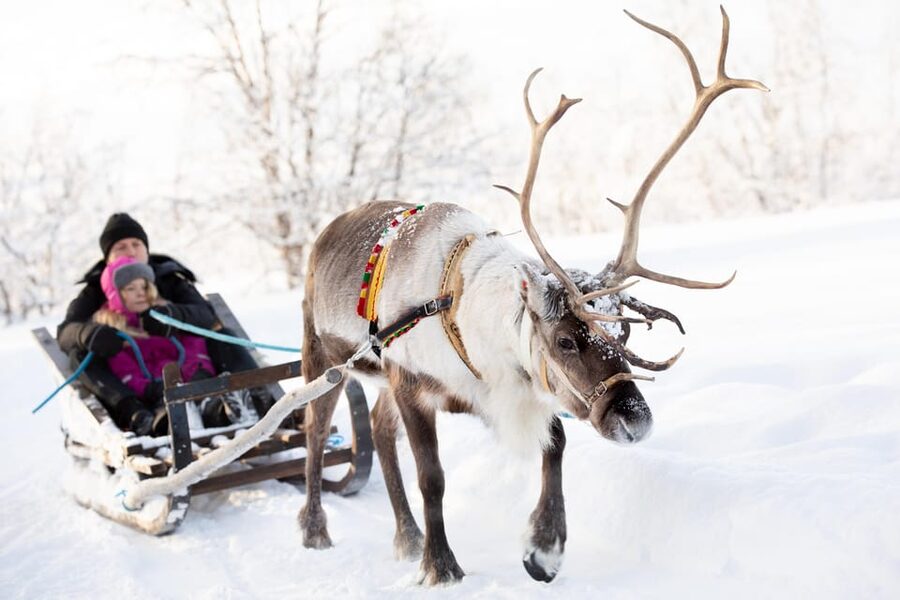 KIRUNA: Sami Reindeer Experience - Learning the lasso and Sami-style skiing