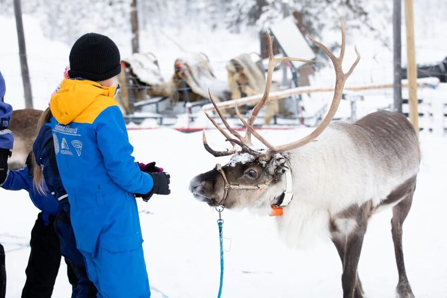 KIRUNA: Sami Reindeer Experience - Steering your own reindeer sled