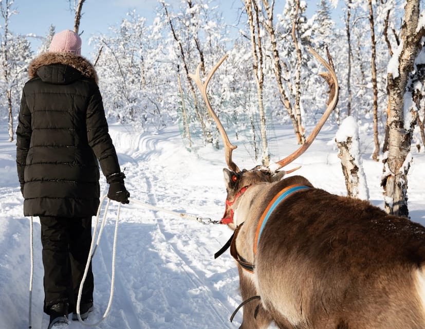 KIRUNA: Sami Reindeer Experience - Stories from the fire