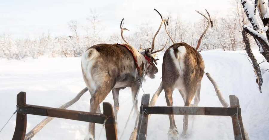 KIRUNA: Sami Reindeer Experience - Who should book this experience?