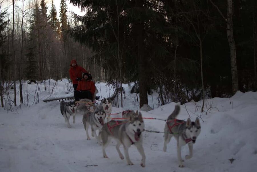 Luleå: Guided Dog Sledding Tour - Forest trails and open fields near Ale