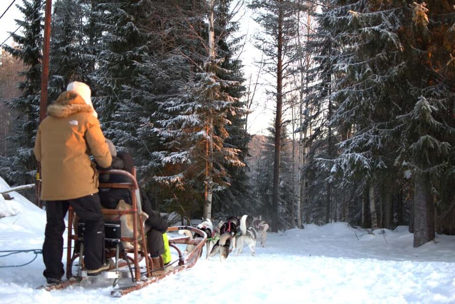 Luleå: Guided Dog Sledding Tour - What the $188 price gets you