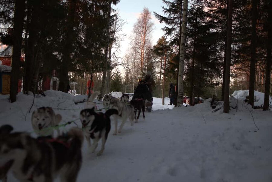 Luleå: Guided Dog Sledding Tour - Dress for the cold, not the photograph