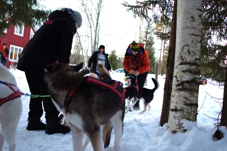 Luleå: Guided Dog Sledding Tour - A short stop that respects the dogs