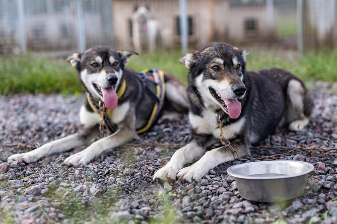 Meet 70 Huskies and Enjoy a short ATV Tour with the Huskies - Key points at the Snowdog kennel