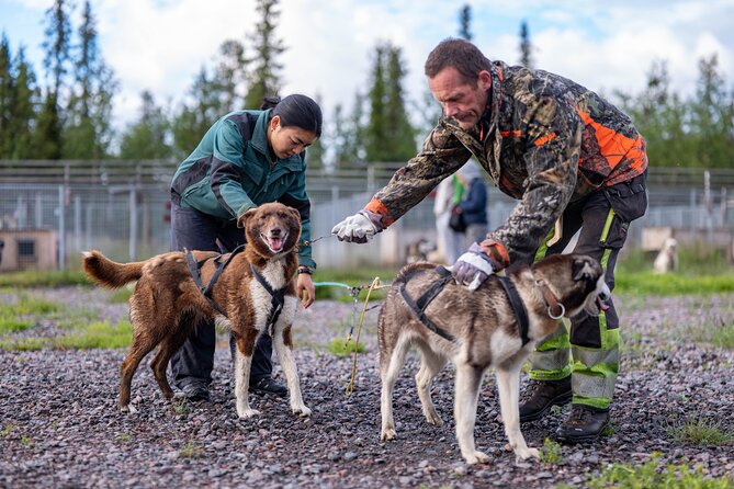 Meet 70 Huskies and Enjoy a short ATV Tour with the Huskies - What sled-dog life looks like in Arctic Sweden