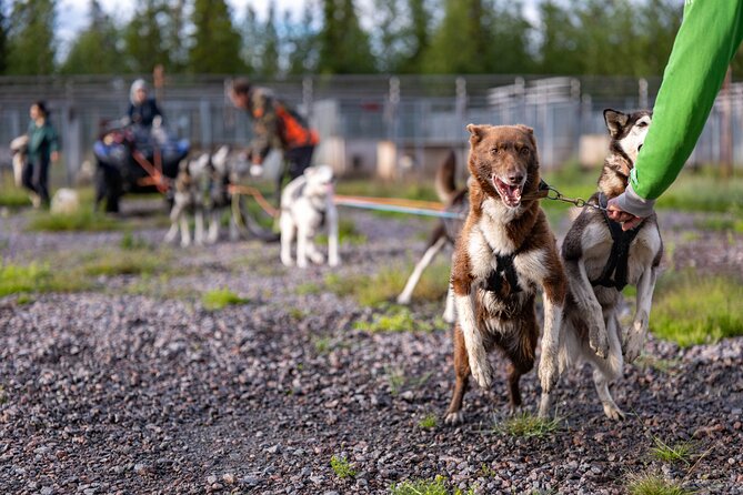 Meet 70 Huskies and Enjoy a short ATV Tour with the Huskies - Riding beside the training run on an ATV