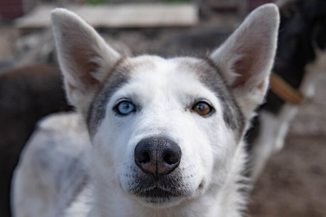 Meet 70 Huskies and Enjoy a short ATV Tour with the Huskies - Why the private format matters