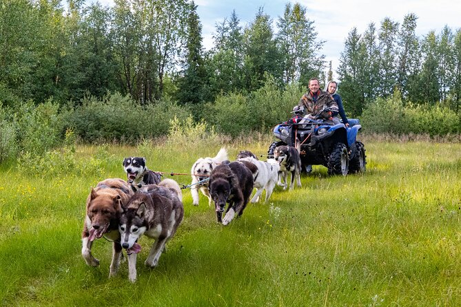Meet 70 Huskies and Enjoy a short ATV Tour with the Huskies - Preparing a team of 8 to 10 dogs
