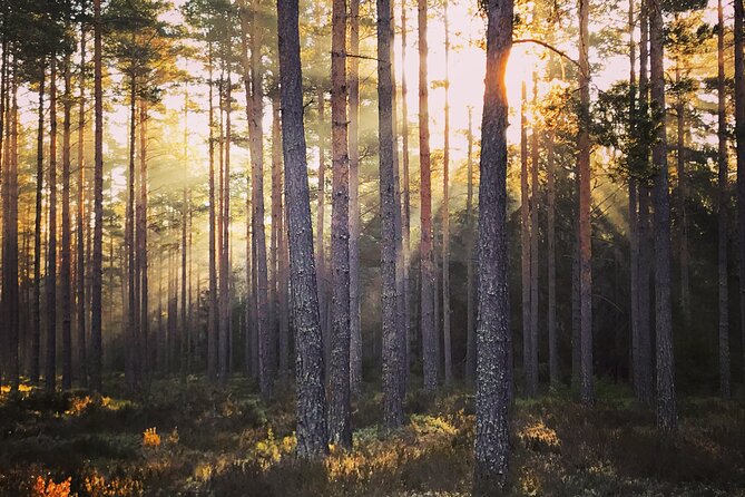 Midnight Sun and Campfire - National Park evening hike Stockholm - Is $192.80 a fair price?
