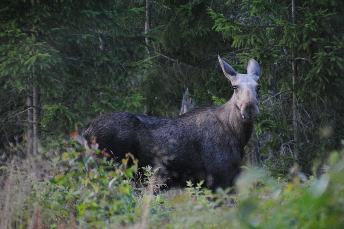 Moose safari in the wild Sweden Tiveden - Why this is more than a minivan wildlife drive