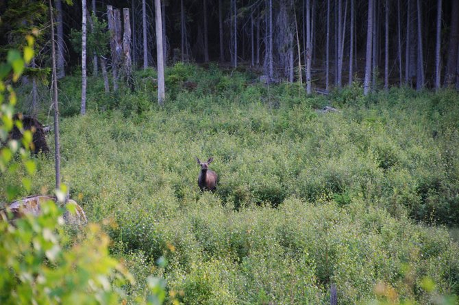 Moose safari in the wild Sweden Tiveden - David’s guiding style and the small-group advantage