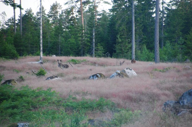 Moose safari in the wild Sweden Tiveden - Is $134.45 a fair price?