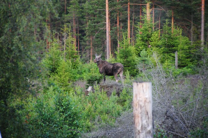 Moose safari in the wild Sweden Tiveden - What to bring and how to prepare
