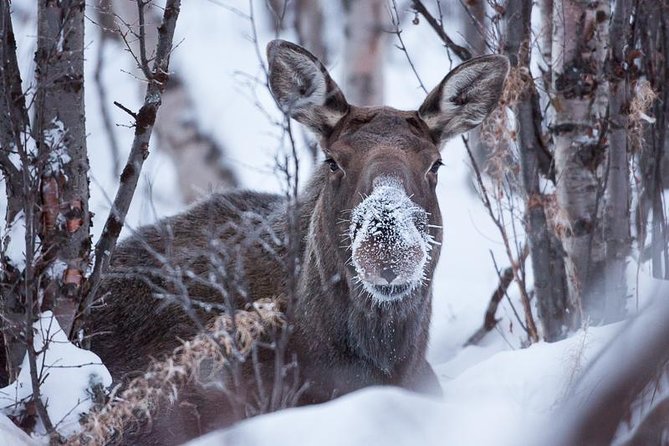 Morning hike in Abisko National Park - Animal tracks, Arctic plants, and the chance of wildlife