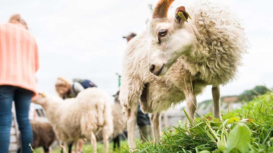 Nordens Ark Entry Ticket - The Farm Area and Native Breeds