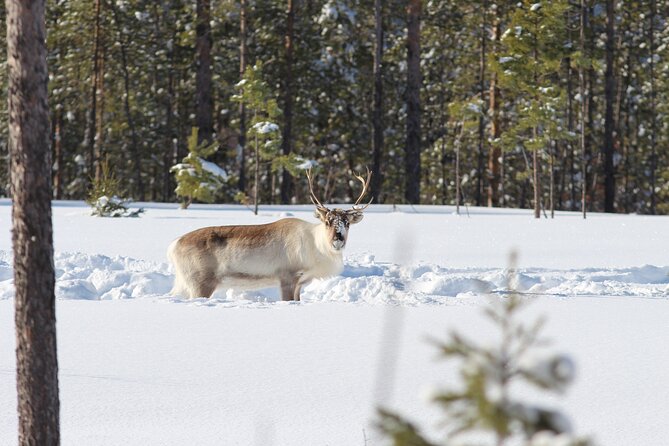 Private snowmobile day tours - Looking for reindeer and moose