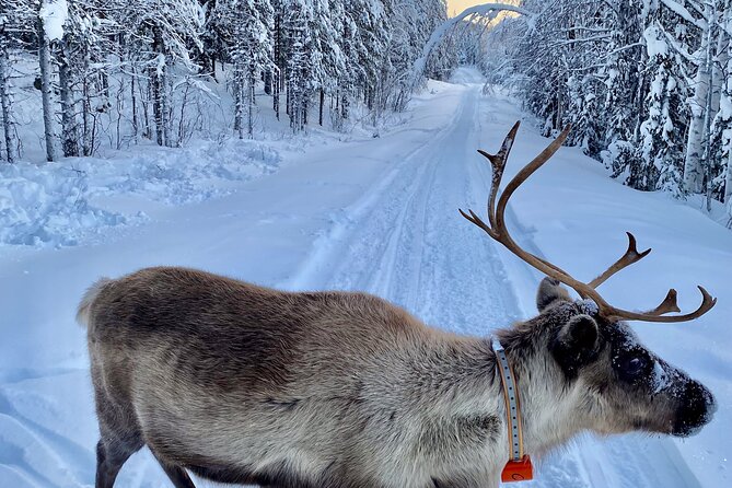 Private snowmobile day tours - Weather matters in Swedish Lapland