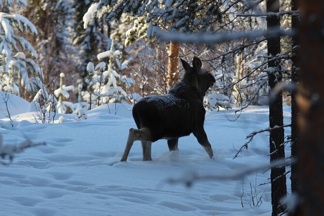 Private snowmobile day tours - Frozen lakes, taiga, and tundra along the route