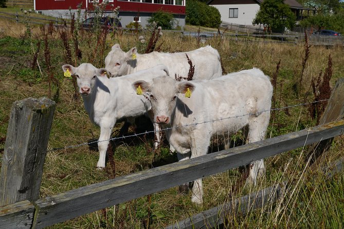 Private Tour: Swedish History Day Trip to World Heritage Candidate Markim-Orkesta from Stockholm - Snåttsta and Inga’s story of land and ownership