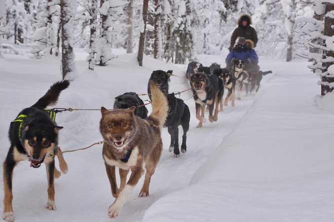 Sit Back and Relax Morning Husky Tour - Key points to know before booking