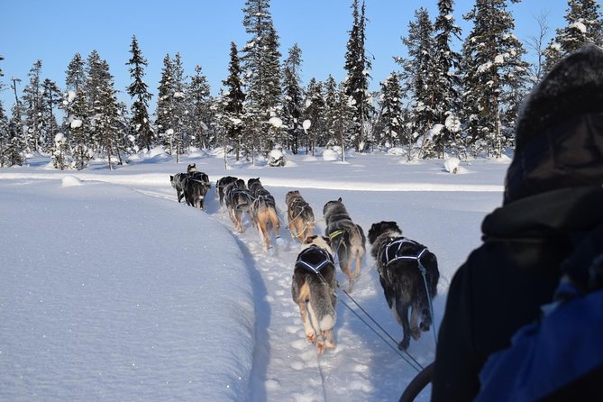 Sit Back and Relax Morning Husky Tour - Why this husky tour feels more personal
