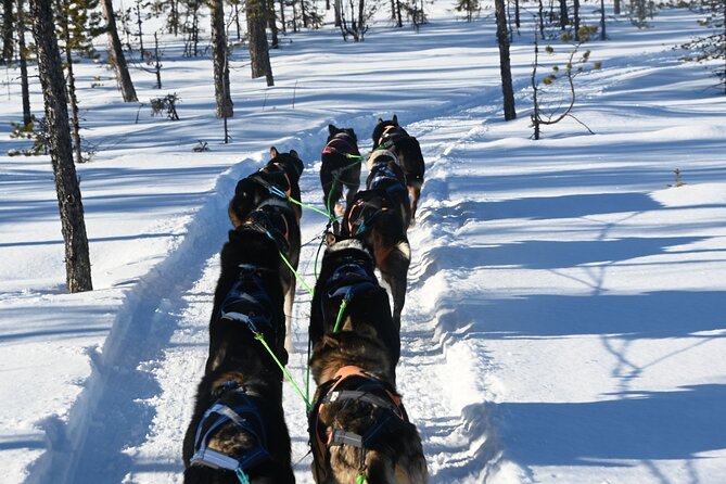 Sit Back and Relax Morning Husky Tour - The first 6 kilometers into the Arctic quiet