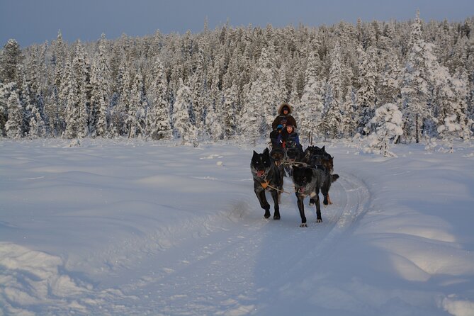 Sit Back and Relax Morning Husky Tour - The return ride and time with the huskies