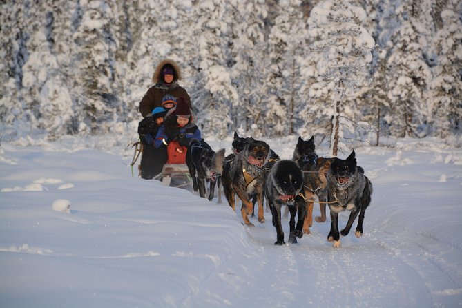 Sit Back and Relax Morning Husky Tour - Getting ready at Svappavaara